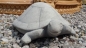Preview: Schildkröte, Statue, Steinfigur, Skulptur, Gartendekoration