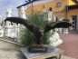 Preview: Steinfigur, Adler XXL, Lebensgroß, Park & Gartendekoration, Steinguss, Frostsicher, Statue