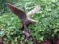 Preview: Adler, Gartenfigur, Skulptur, Frostsicher, Betonfigur, Gartendekoration