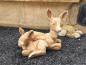 Preview: Gartenfigur "Reh mit Kitz" Höhe 30 cm Skulptur, Park & Gartendekoration, Tierfigur, Steinguss