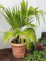 Preview: Pflanzschale, runder Pflanztopf mit Blumendesign, Park & Gartendekoration, Blumenschale, Steinguss