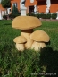 Preview: Cute mushroom group - garden decor of concrete
