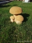Preview: Cute mushroom group - garden decor of concrete