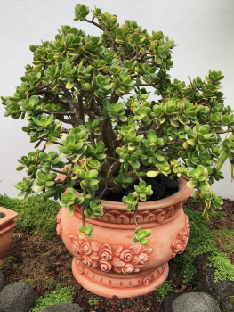Pflanzschale, Vase, 43 cm hoch, Pflanztopf für Garten oder Terrasse, Park & Gartendekoration, Steinguss